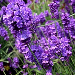 Lavandula angustifolia 'Blue Chip' ®
