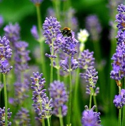 Lavandula angustifolia 'Dwarf Blue'