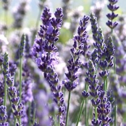 Lavandula angustifolia 'Elizabeth' (1 liter)