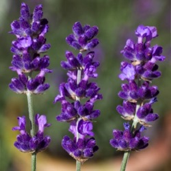 Lavandula angustifolia 'Imperial Gem' (1 liter)