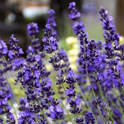 Lavandula angustifolia 'Jean Ferrat'