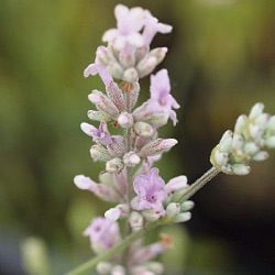 Lavandula angustifolia 'Rosea'