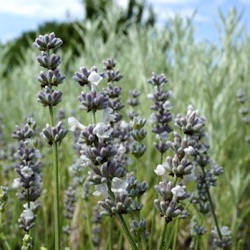 Lavandula angustifolia 'Wendy Carlile'