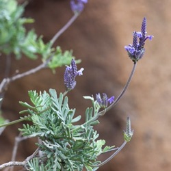 Lavandula buchii