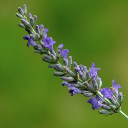 Lavandula latifolia (L. spica)