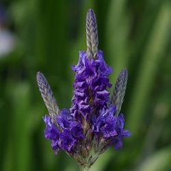 Lavandula multifida
