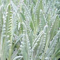 Lavandula x allardii 'African Pride'