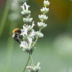 Lavandula x intermedia 'Alba' ('Large White')