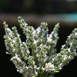 Lavandula x intermedia 'Exceptional' ('Hillav') 