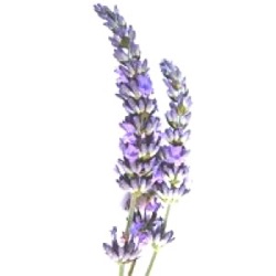 Lavandula x intermedia 'Grosso', oleum