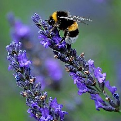 Lavandula x intermedia 'Grosso'