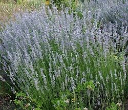 Lavandula x intermedia 'Pale Pretender' ('Grappenhall')