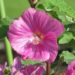 Lavatera 'Bredon Springs'