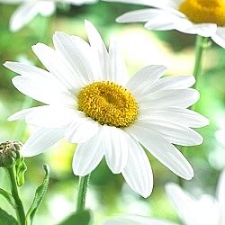 Leucanthemum 'Becky'