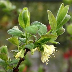 Lonicera caerulea var. kamtschatica 'Wojtek'