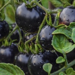 Lycopersicon lycopersicum 'Indigo Blue Berry'