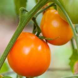 Lycopersicon lycopersicum 'Valencia'