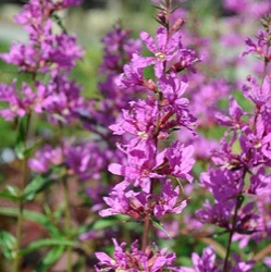 Lythrum virgatum 'Dropmore Purple'