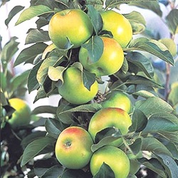 Malus sylvestris var. domestica 'Bolero' (zuilvorm)