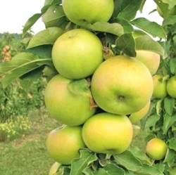 Malus sylvestris var. domestica 'Greencats' (zuilvorm)