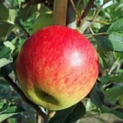 Malus sylvestris var. domestica 'Kordona'