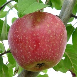 Malus sylvestris var. domestica 'Sterappel' (laagstam)