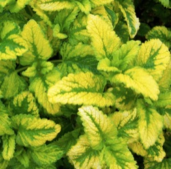 Melissa officinalis 'Aureovariegata'