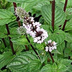 Mentha x piperita var. piperita 'Agnes'