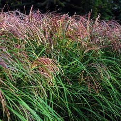 Miscanthus sinensis 'Flamingo'