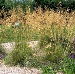 Molinia caerulea 'Karl Foerster'