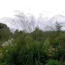 Molinia caerulea subsp. arundinacea 'Transparent'