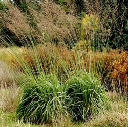 Molinia caerulea subsp. arundinacea 'Windspiel'