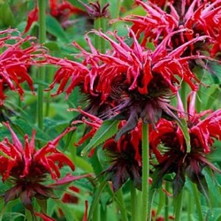 Monarda didyma 'Squaw'