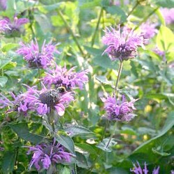 Monarda fistulosa x tetraploid