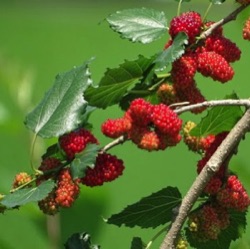 Morus australis