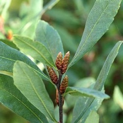 Myrica gale