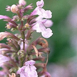 Nepeta grandiflora 'Dawn To Dusk'