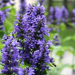 Nepeta kubanica