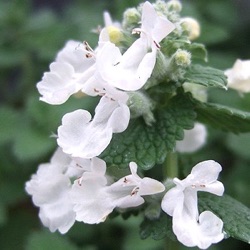 Nepeta racemosa 'Snowflake'