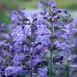 Nepeta sibirica 'Souvenir d' André Chaudron'