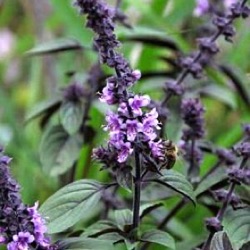 Ocimum 'African Blue' ('Kasar')