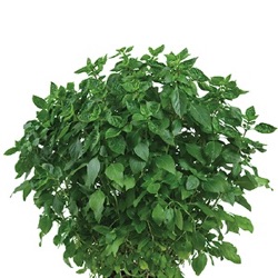 Ocimum basilicum 'Coldasil'™