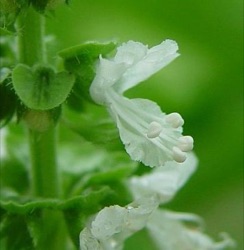 Ocimum basilicum 'Magic White' ® ('White Mountain')