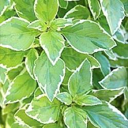 Ocimum basilicum 'Pesto Perpetuo' ®