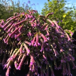 Origanum 'Bentham Beauty'