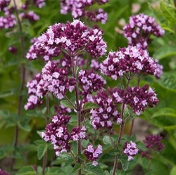 Origanum 'Gentle Breeze'