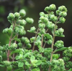 Origanum majorana 'Durabello'™