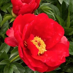 Paeonia 'Blaze'