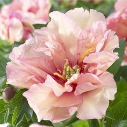 Paeonia Itoh-hybride 'Canary Brilliants'