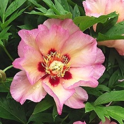 Paeonia Itoh-hybride 'Pastel Splendor'